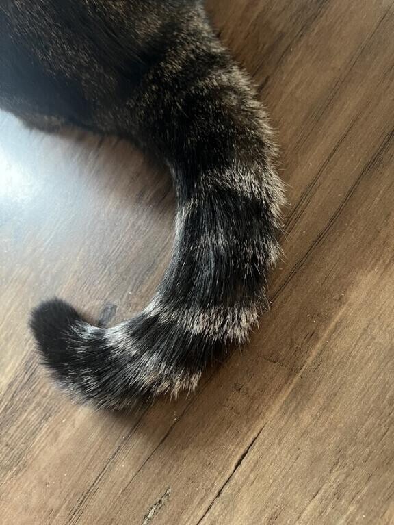 にゃんにゃん🐱