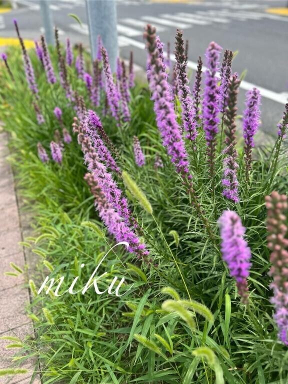 みだれちゃう🩷