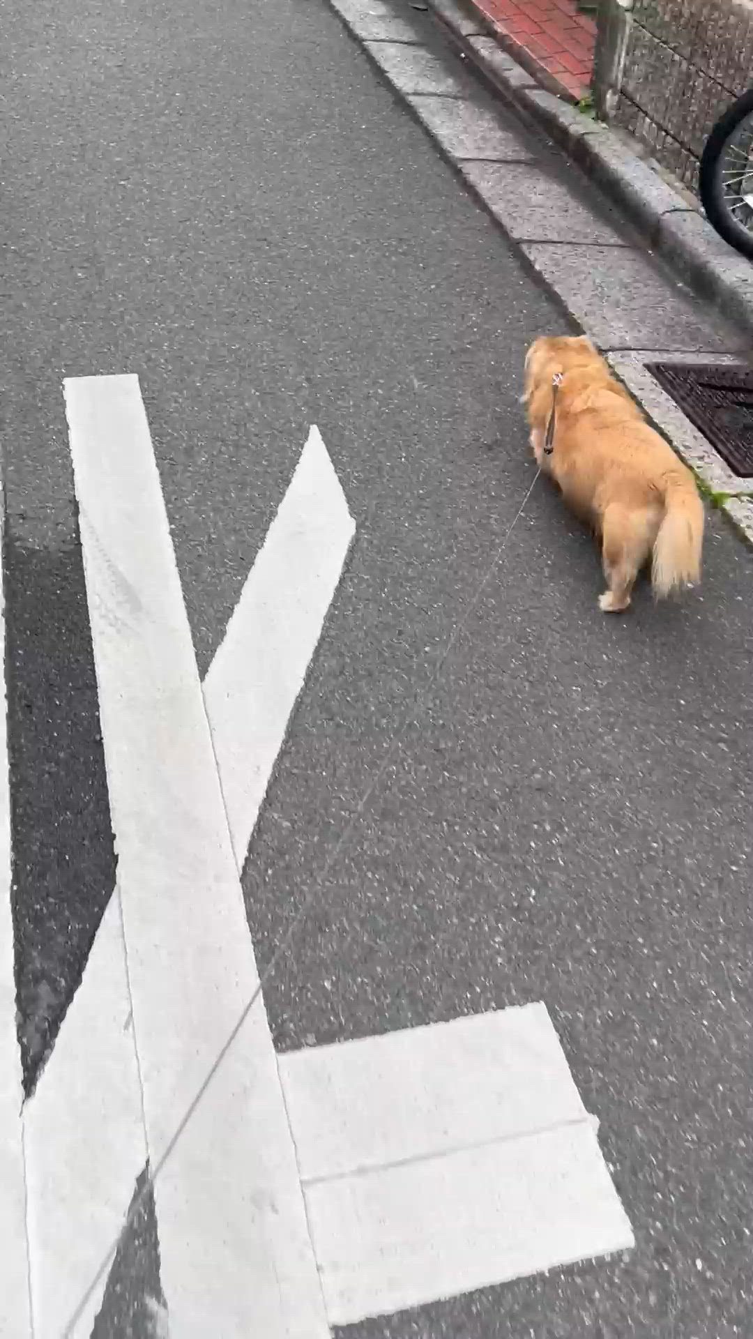 おはよー朝んぽ💗