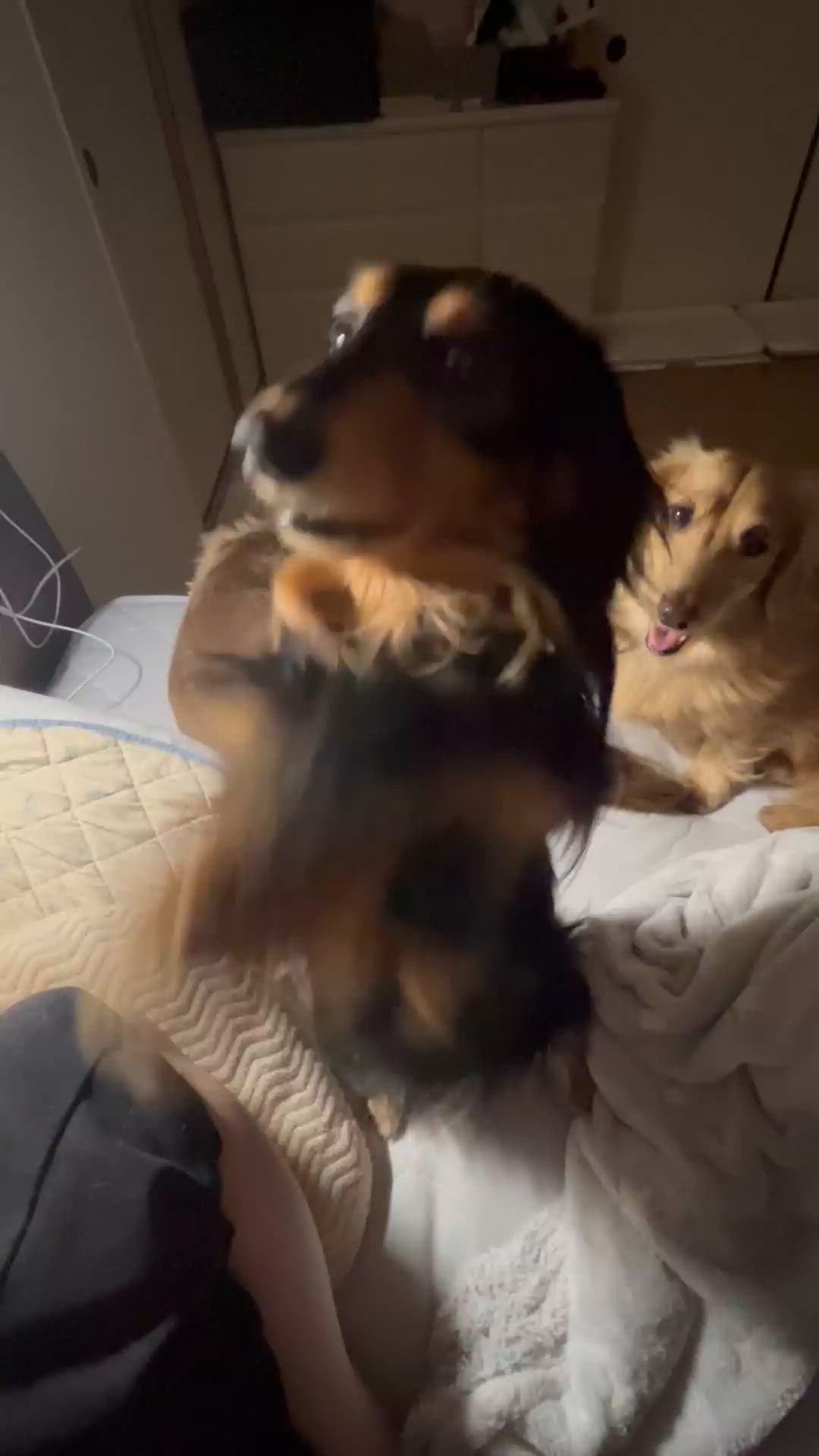 愛犬三男ごまちゃん💗