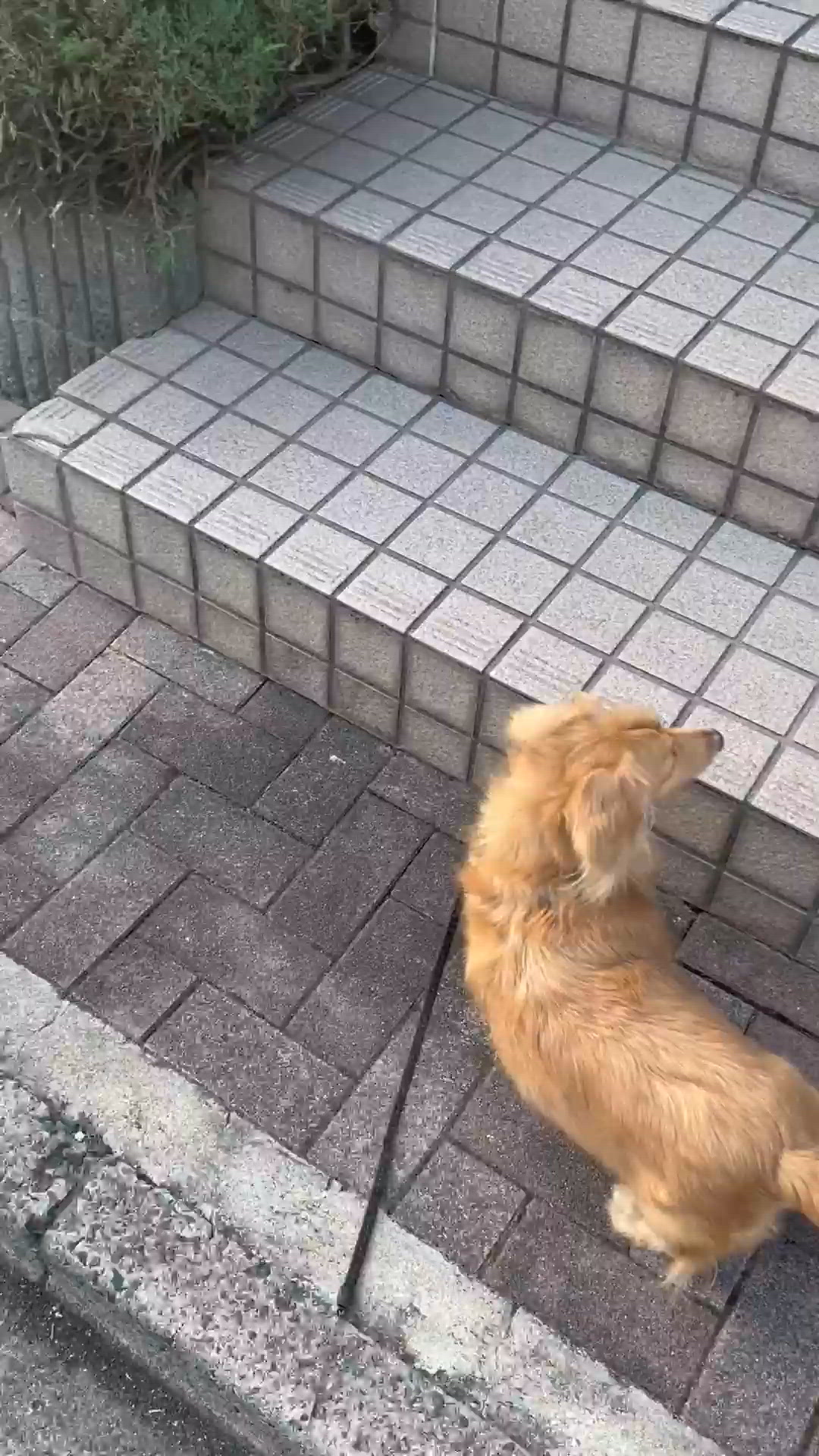 朝んぽ💗こてつ編