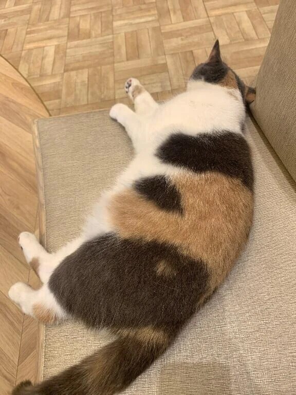 おやすみ中🌙*ﾟ