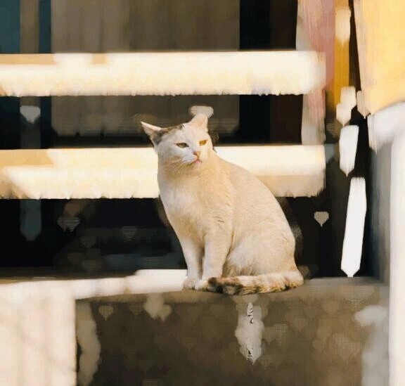 猫さん初心者のまおに、アドバイスください🐈‍⬛💕