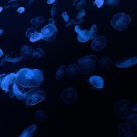 ちま