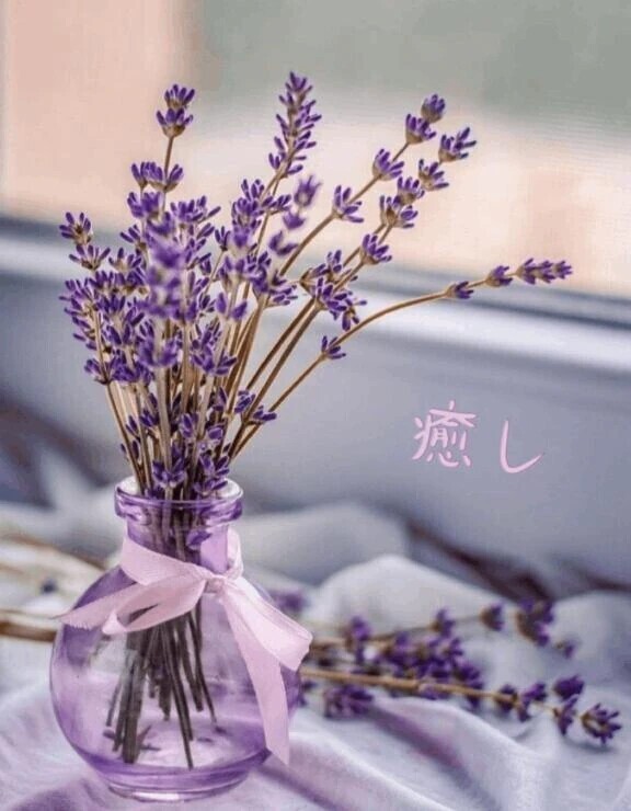 優しい癒し🪻