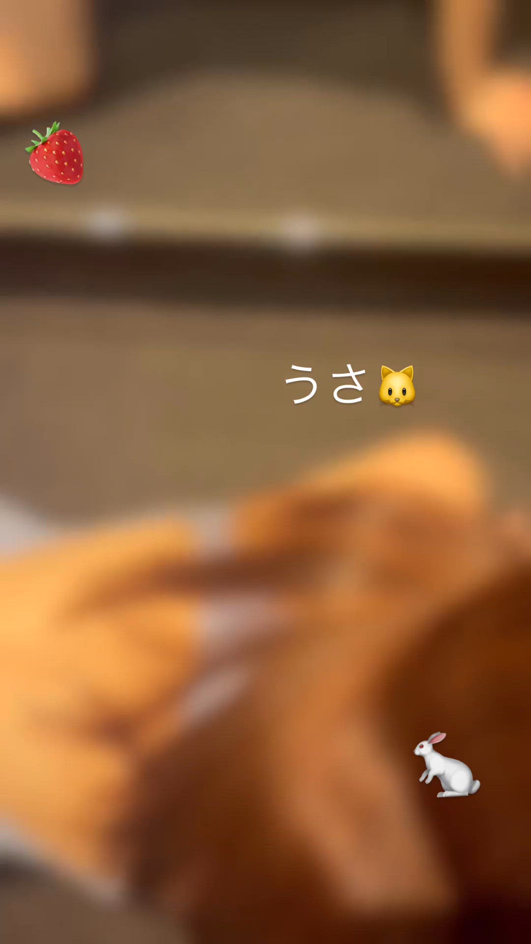うさが好きな中国語教える🇨🇳