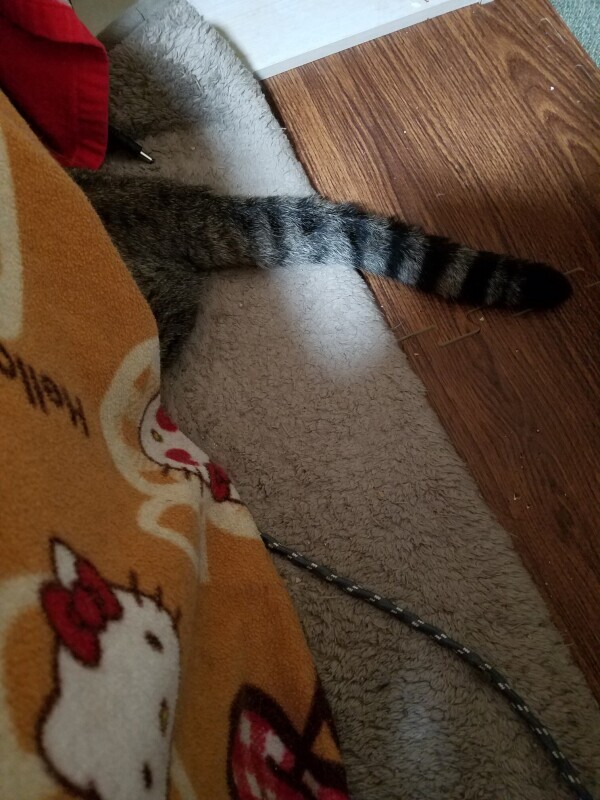 頭隠して尻隠さず？