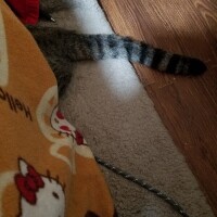頭隠して尻隠さず？