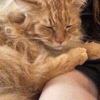 🐈いつも一緒に🐈
