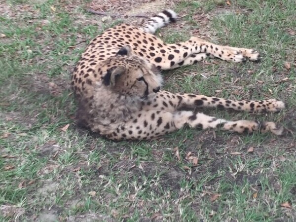 (；´Д`A
