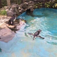 あかね
