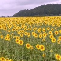 水曜日(*´ `*)♡