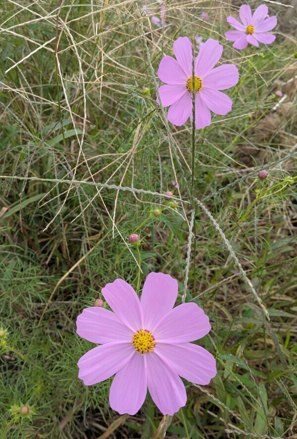 秋ですね🎀
