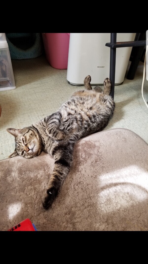 日向ぼっこ中🐱
