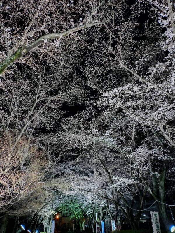 夜桜が綺麗ですね🌸