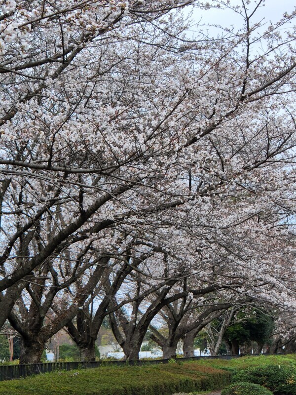 桜が満開ですね🌸