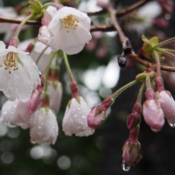 今日も雨☔︎