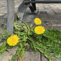 あかね