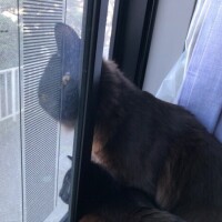 なな