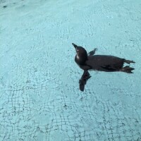 あかね