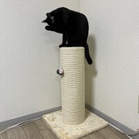 なな
