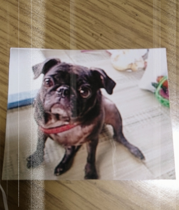 今日はワンワンワン🐶