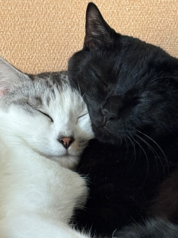 寒くなると よく見る光景😺