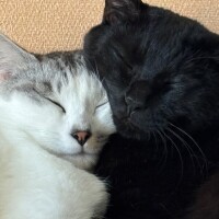 寒くなると よく見る光景😺