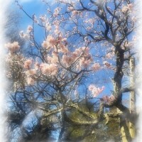 𓂃܀𓈒❀ ֒ 𑁍܀ 𓂃 𓈒𓏸❁⃘