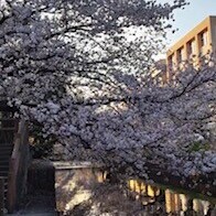 4月も宜しくお願い致します🌸
