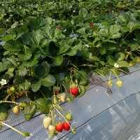 イチゴ狩りまくり