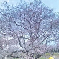 ⚘𖥧*.˚*𓂃܀❀*.ﾟ