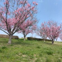 お花見は昼間派