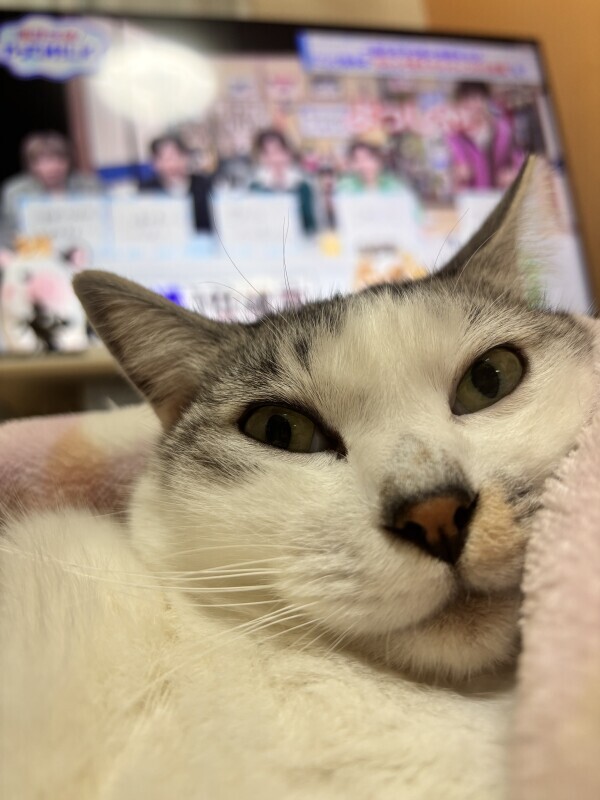 😸M!LKを見る私を見るマロくん😸