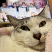 😸M!LKを見る私を見るマロくん😸