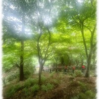 新緑🌿 𓈒 𓏸 𓐍