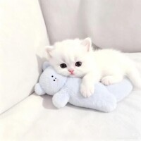 お願いします?