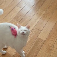 ?