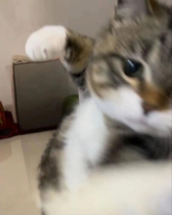 無キャンＮＯ??ダメ絶対??