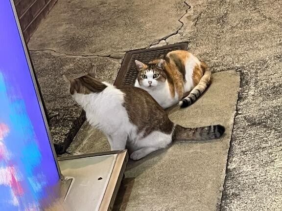 ?天王町の看板猫?