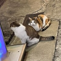 ?天王町の看板猫?