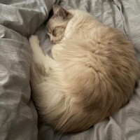 雪音はつね