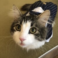 新人あさひ
