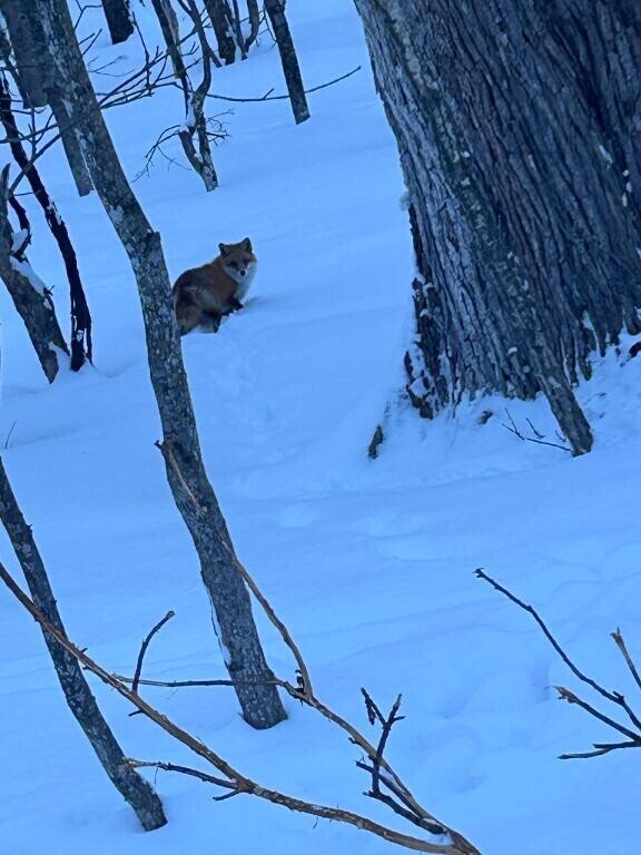 ＊　大事なお知らせです　＊