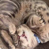 ?私のかわいい猫ちゃん?