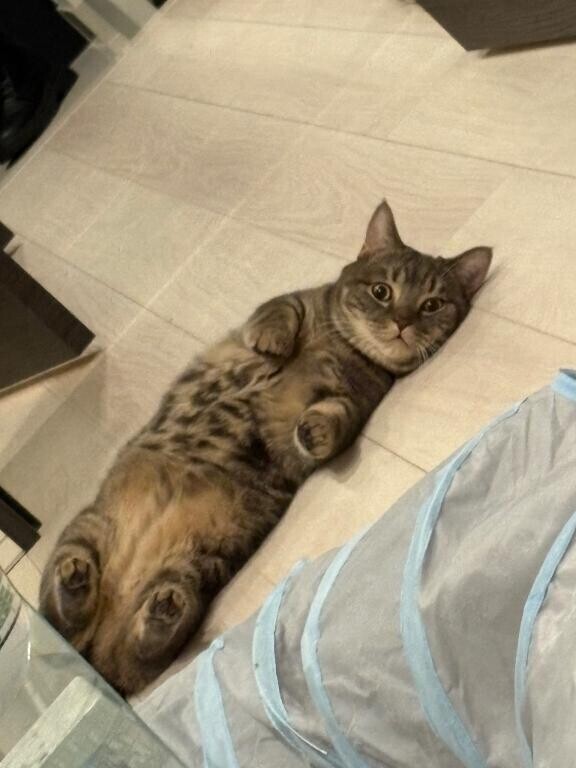 アザラシみたいなねこ