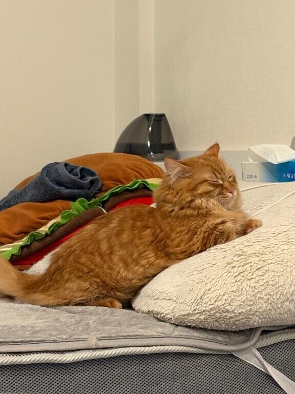 ? 弟猫が増えました 