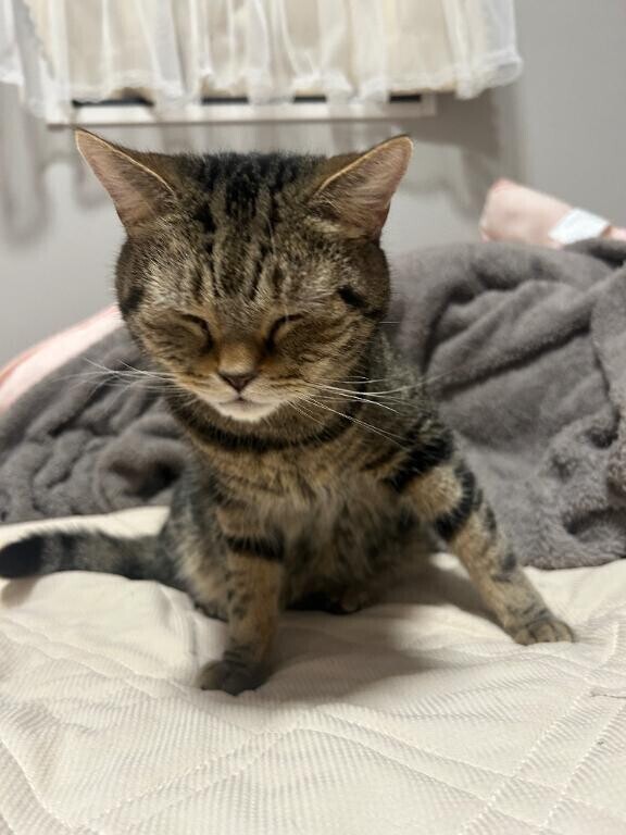 猫好きに悪い人はいない説