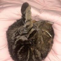 アンモニャイト?