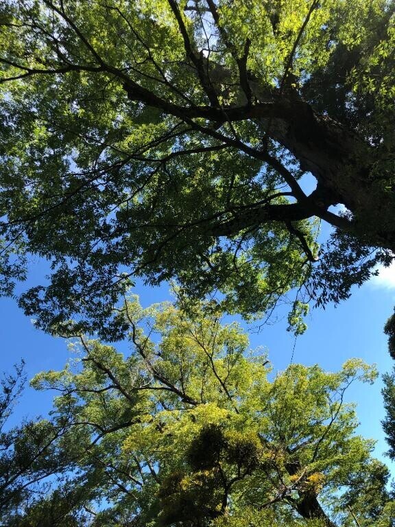 ?のぱうわぁ